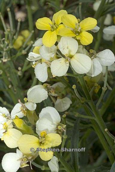 erysimum franciscanum 5 graphic